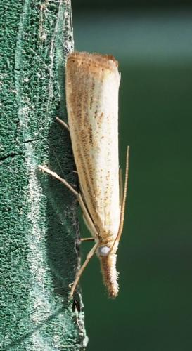 Réf. 261 098 : Agriphila straminella